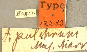 Media type: image; Entomology 12253   Aspect: labels